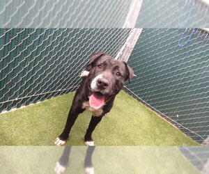 German Shepherd Dog-Unknown Mix Dogs for adoption in Downey, CA, USA
