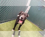 ACE - Male German Shepherd Dog-Unknown Mix Dog for Adoption - Small photo