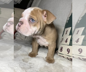 English Bulldog Puppy for sale in JOHNS ISLAND, SC, USA