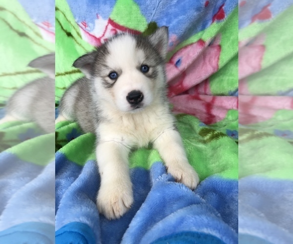 Medium Photo #2 Siberian Husky Puppy For Sale in ELLERBE, NC, USA