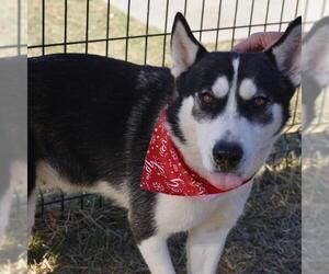 Siberian Husky-Unknown Mix Dogs for adoption in San Antonio, TX, USA