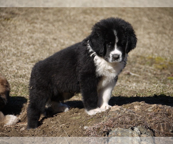 Medium Photo #2 Great Pyrenees-Tibetan Mastiff Mix Puppy For Sale in Lillooet, British Columbia, Canada