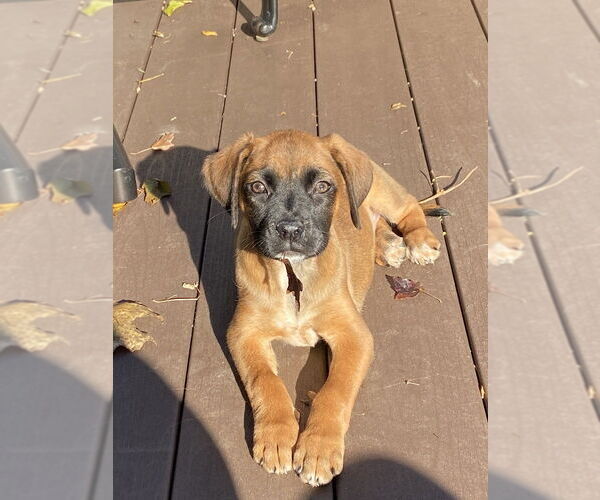 Medium Photo #4 Boxador Puppy For Sale in Brewster, NY, USA