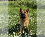 Small #3 German Shepherd Dog