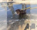 Small #3 Chow Chow Mix