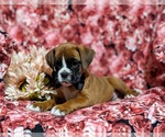 Small Photo #6 Boxer Puppy For Sale in QUARRYVILLE, PA, USA
