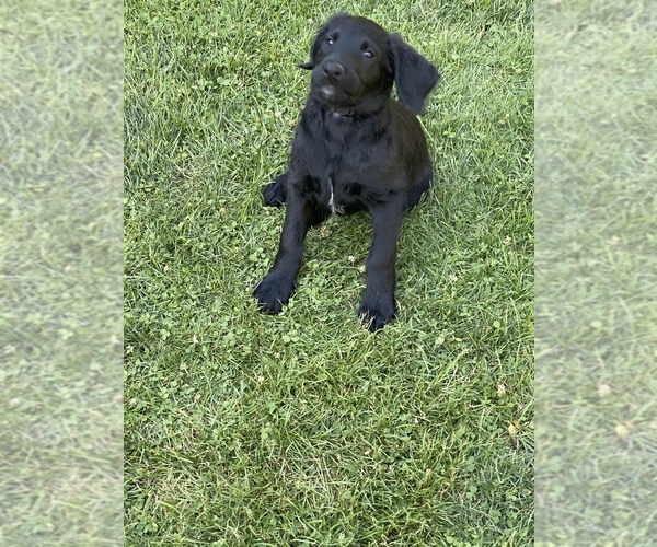 Medium Photo #5 Labradoodle Puppy For Sale in JONES, MI, USA