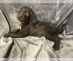 English Setterdoodle Puppy for sale in CHETEK, WI, USA