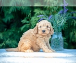 Puppy Pickle Goldendoodle (Miniature)