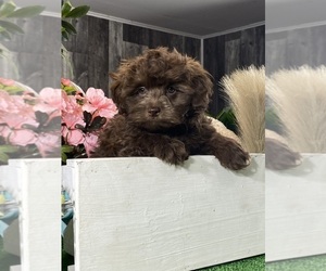 Havanese Puppy for sale in CANOGA, NY, USA
