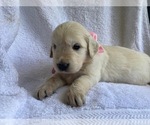 Small #2 English Cream Golden Retriever