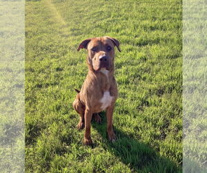 Retriever -Unknown Mix Dogs for adoption in Unionville, PA, USA