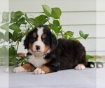 Small Photo #3 Bernese Mountain Dog Puppy For Sale in EAST EARL, PA, USA