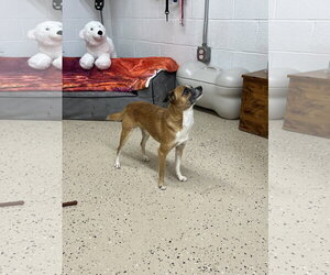 Chihuahua-Unknown Mix Dogs for adoption in York, SC, USA