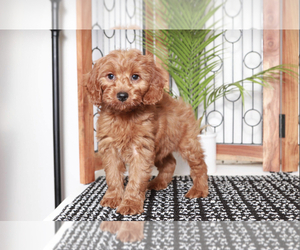 Cavapoo Puppy for sale in NAPLES, FL, USA
