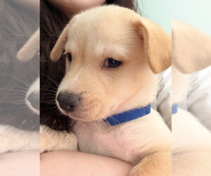 BENTLEY - Male Mutt Dog for Adoption - Photo #2