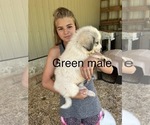 Small Photo #19 Great Pyrenees Puppy For Sale in KIRBYVILLE, MO, USA