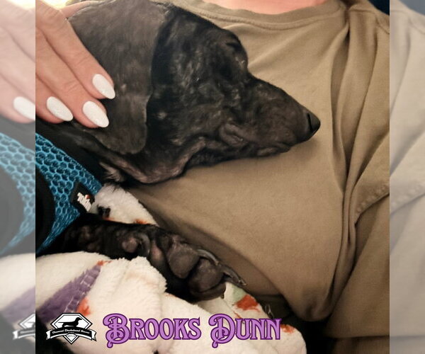 Medium Photo #4 Dachshund Puppy For Sale in San Antonio, TX, USA