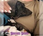 Small Photo #4 Dachshund Puppy For Sale in San Antonio, TX, USA