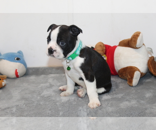 Medium Photo #10 Boston Terrier Puppy For Sale in BROOKSVILLE, FL, USA