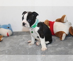 Nash - Male Boston Terrier Puppy for Sale - Photo #10