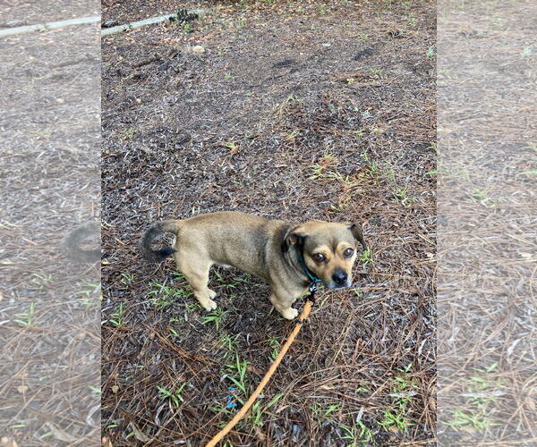 Medium Photo #3 Chug Puppy For Sale in San Diego, CA, USA