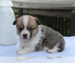 Small #7 Pembroke Welsh Corgi
