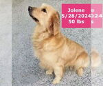 Small #11 Golden Retriever