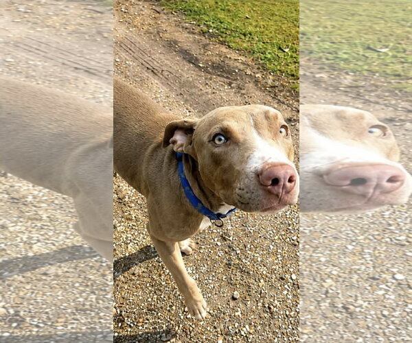 Medium Photo #4 American Pit Bull Terrier Puppy For Sale in Southbury, CT, USA