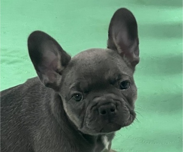 Medium Photo #2 French Bulldog Puppy For Sale in BRIGHTON, CO, USA