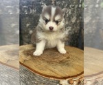 Small #1 Pomsky