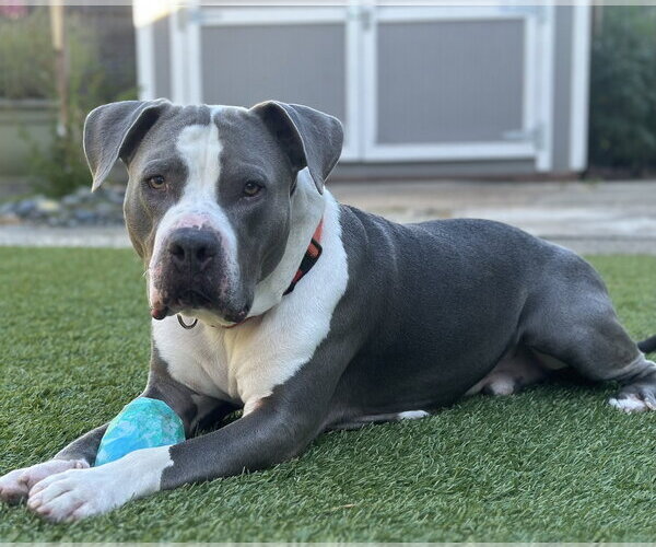 Medium Photo #4 American Pit Bull Terrier Puppy For Sale in Berkeley, CA, USA