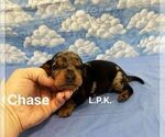 Image preview for Ad Listing. Nickname: Mini Chase