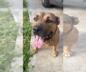 COURTESY POST: Roxy - Female Mutt Dog for Adoption