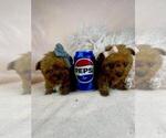 Puppy Puppy 3 Poodle (Toy)