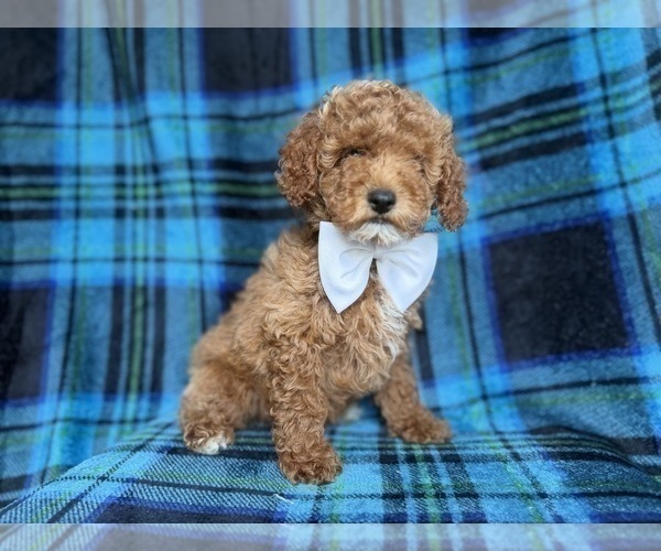 Medium Photo #5 Cockapoo (Miniature) Puppy For Sale in LAKELAND, FL, USA
