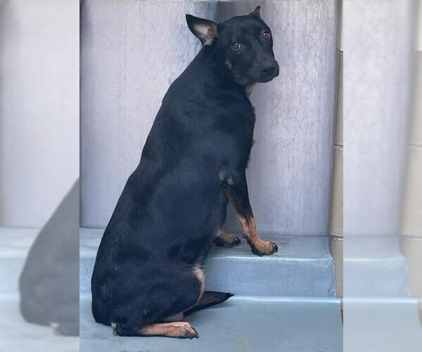 Medium Photo #5 Mutt Puppy For Sale in Riverside, CA, USA