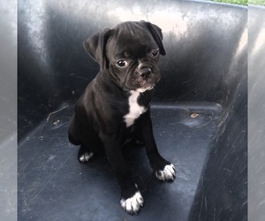 Jug Puppy for sale in CADIZ, KY, USA