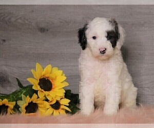 Poodle (Standard) Puppy for sale in FREDERICKSBG, OH, USA