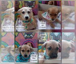 Small #1 Chihuahua Mix