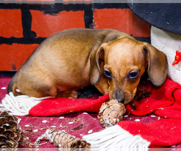 Medium Photo #6 Dachshund Puppy For Sale in WAKARUSA, IN, USA