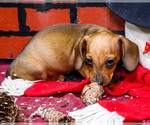 Small #5 Dachshund
