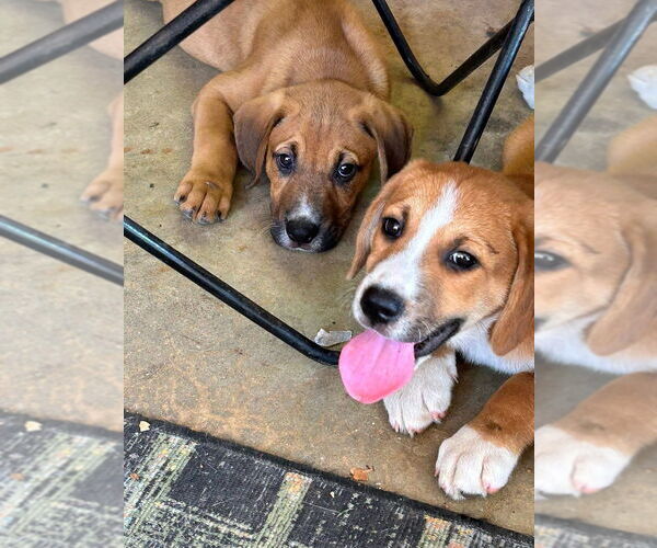 Medium Photo #3 Mutt Puppy For Sale in FRAMINGHAM, MA, USA