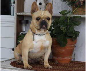 French Bulldog Puppy for sale in FREDERICKSBG, OH, USA