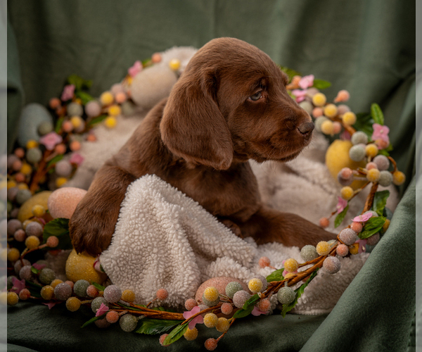 Medium Photo #6 Labradoodle Puppy For Sale in DEEPWATER, MO, USA