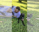 Small #8 American Staffordshire Terrier Mix