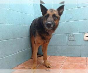 German Shepherd Dog Dogs for adoption in Downey, CA, USA