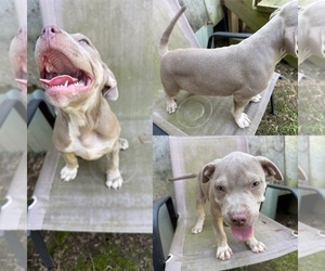 Medium American Bully