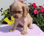 Small #4 Cocker Spaniel