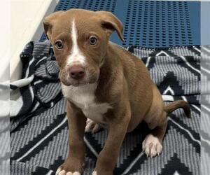 Medium Labrador Retriever Mix
